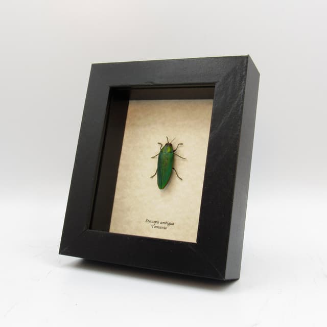 Real African Jewel beetle framed taxidermy - Steraspis ambigua