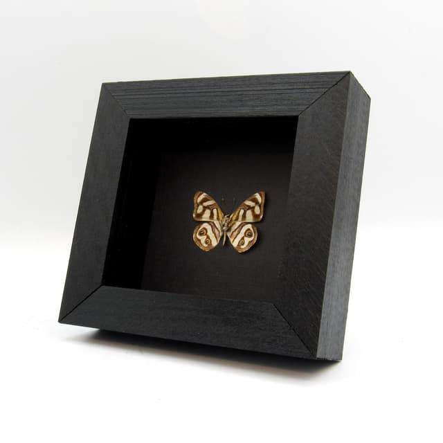 Real Metalmark butterfly framed taxidermy - Dynamine gisela