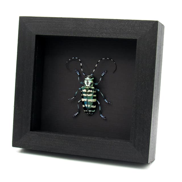 XL blue longhorn beetle framed taxidermy - Anoplophora graafi - female - 2