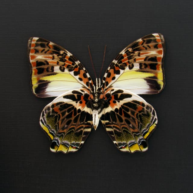 Large red real butterfly framed taxidermy - Agatasa calydonia