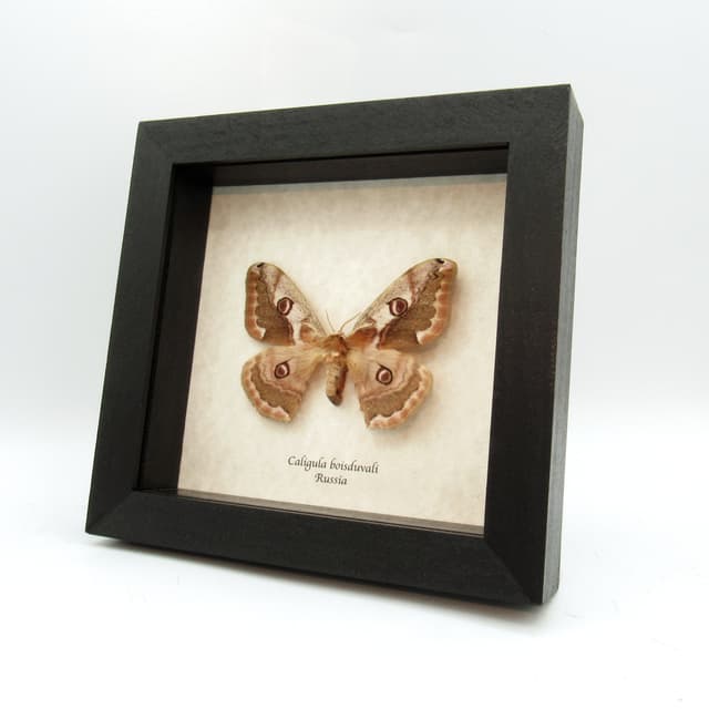 Real Saturn moth framed taxidermy - Caligula boisduvali - female