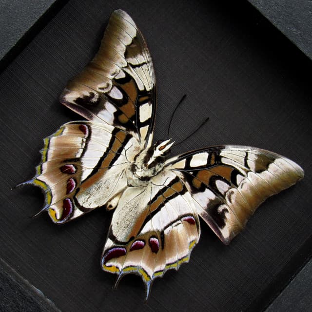 Real Sulawesi Blue Nawab butterfly framed taxidermy - Polyura cognatus - large female
