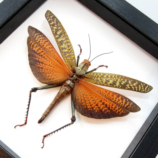 Real Giant framed grasshopper taxidermy - Tropidacris dux - XL female