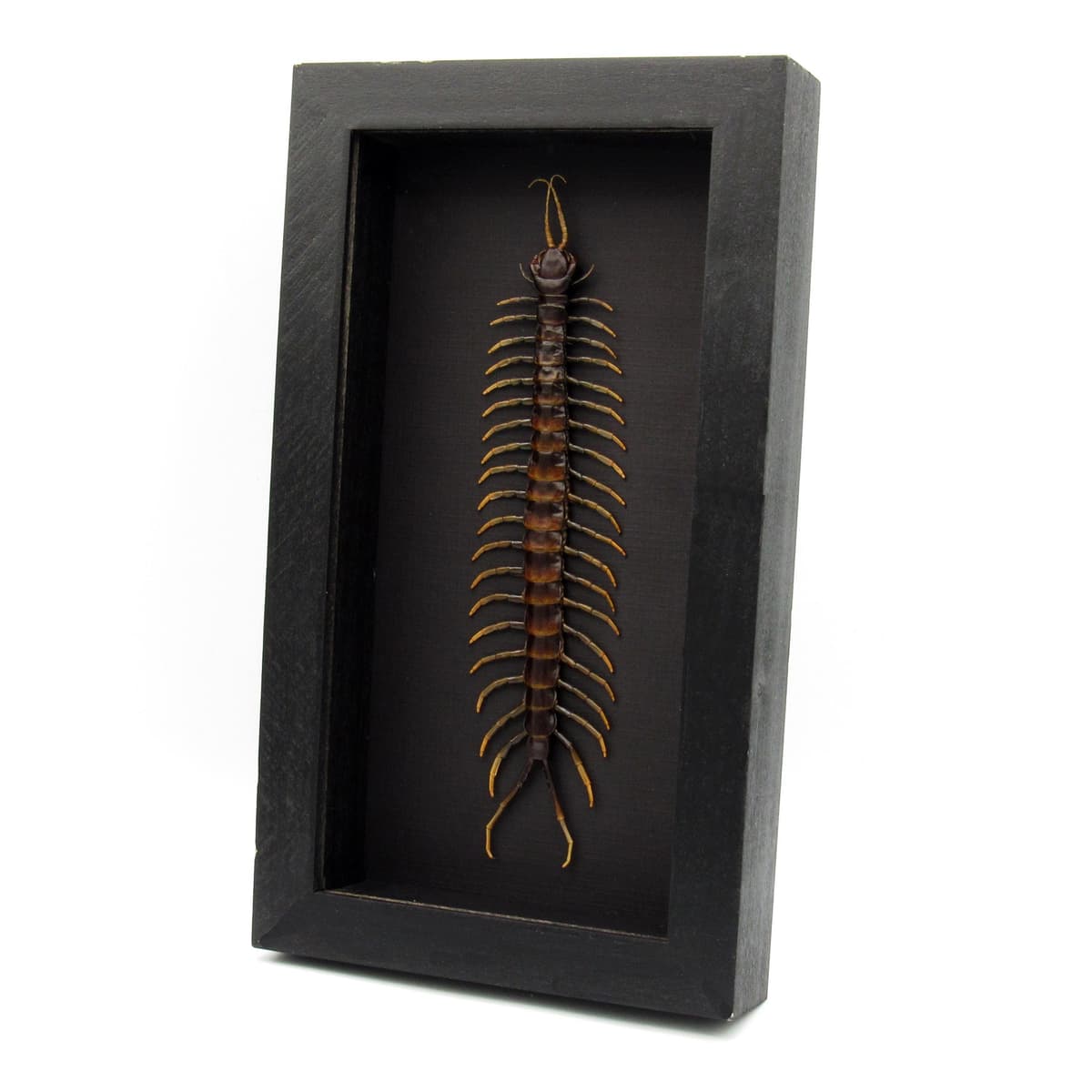 Giant Poisonous Forest Centipede framed taxidermy - Scolopendra picteoflava - 7.75 inches