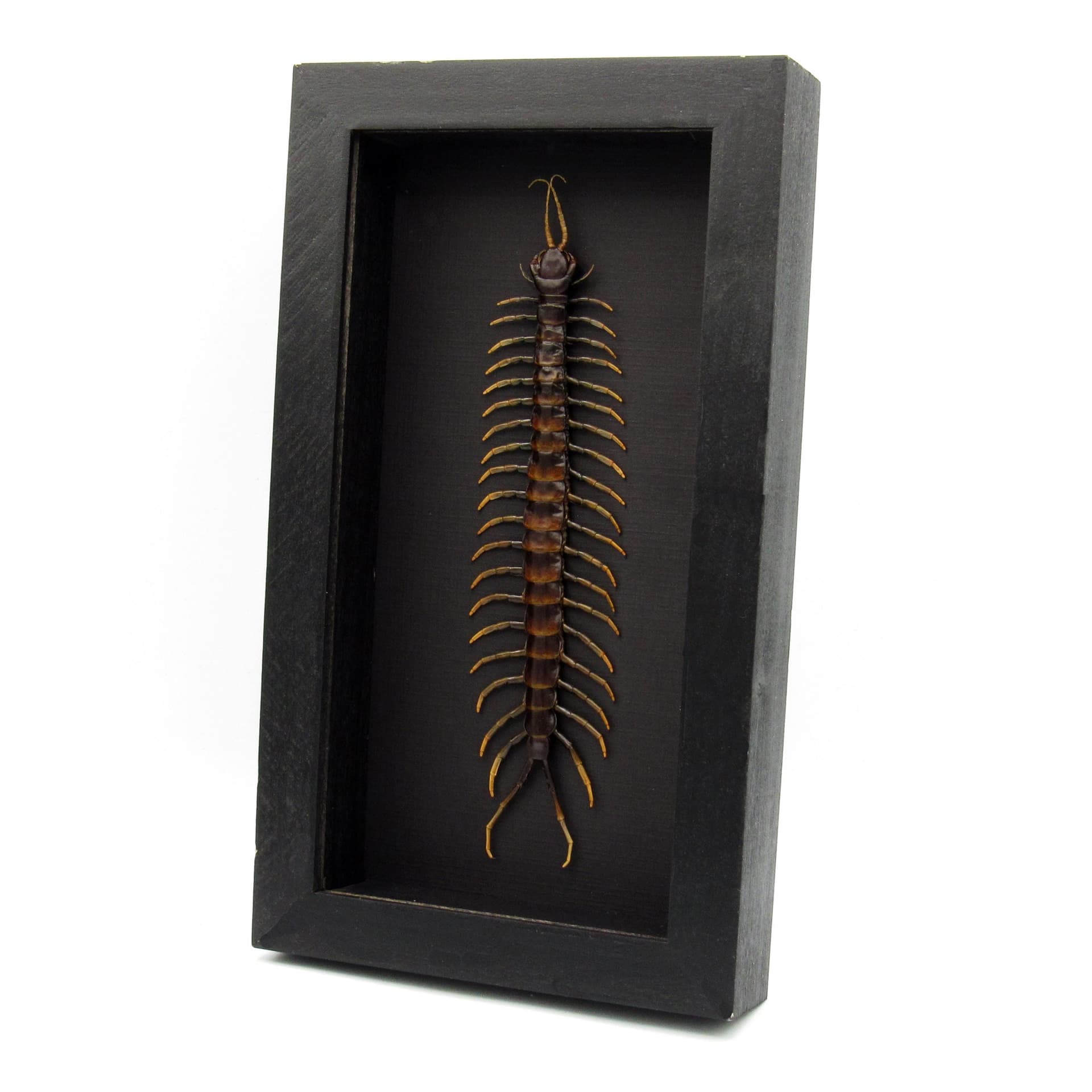 Giant Poisonous Forest Centipede framed taxidermy - Scolopendra picteoflava - 7.75 inches