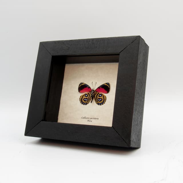 Real red butterfly framed taxidermy - Callicore peristera