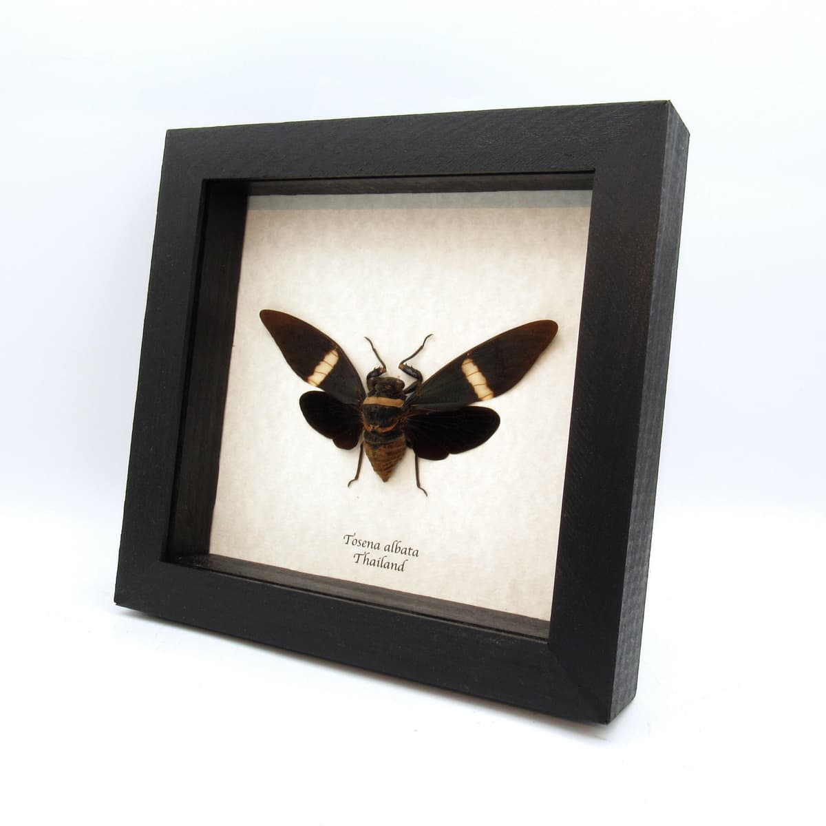 Real Giant Black Cicada frame taxidermy - Tosena albata