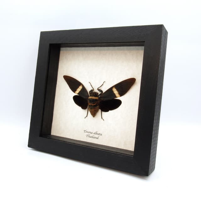 Real Giant Black Cicada frame taxidermy - Tosena albata