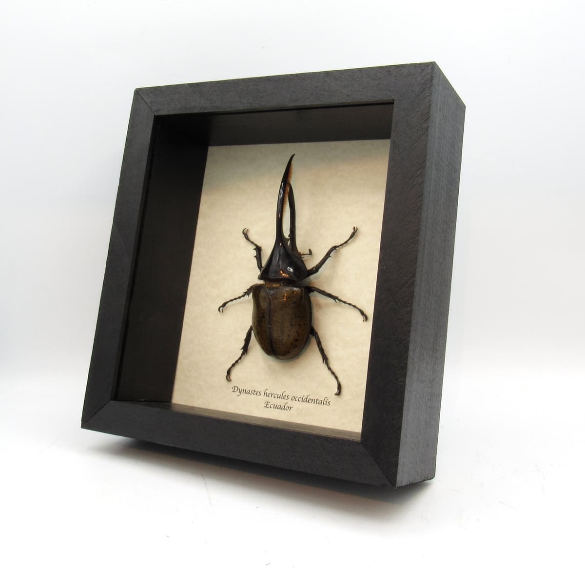 Real XL Hercules Rhinoceros beetle framed taxidermy - Dynastes hercules occidentalis