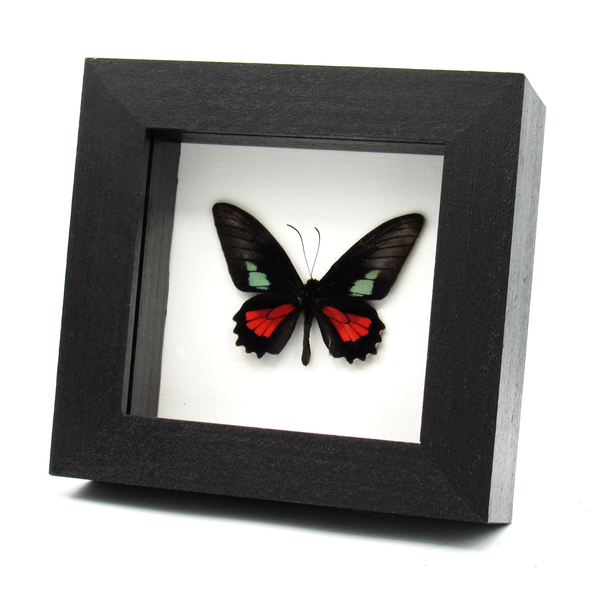 Real red butterfly framed taxidermy - Parides zacyinthus