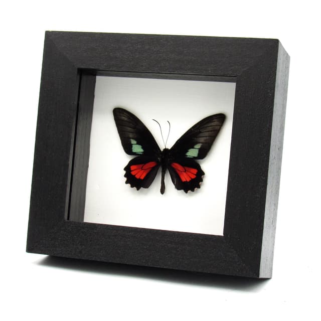 Real red butterfly framed taxidermy - Parides zacyinthus