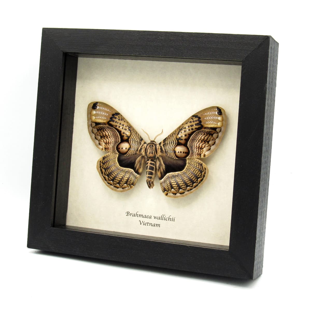 XL Brahmin moth framed taxidermy - Brahmaea wallichii - female