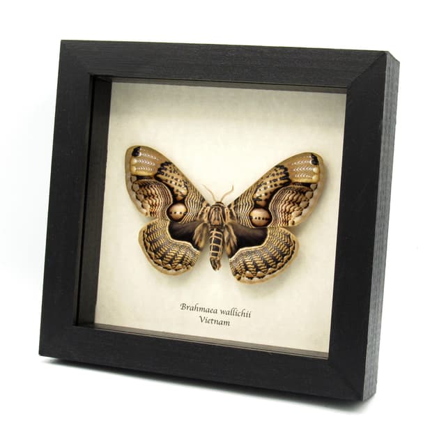 XL Brahmin moth framed taxidermy - Brahmaea wallichii - female