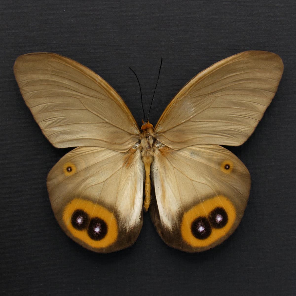 Large Diana Owl butterfly framed specimen - Taenaris diana leto - female