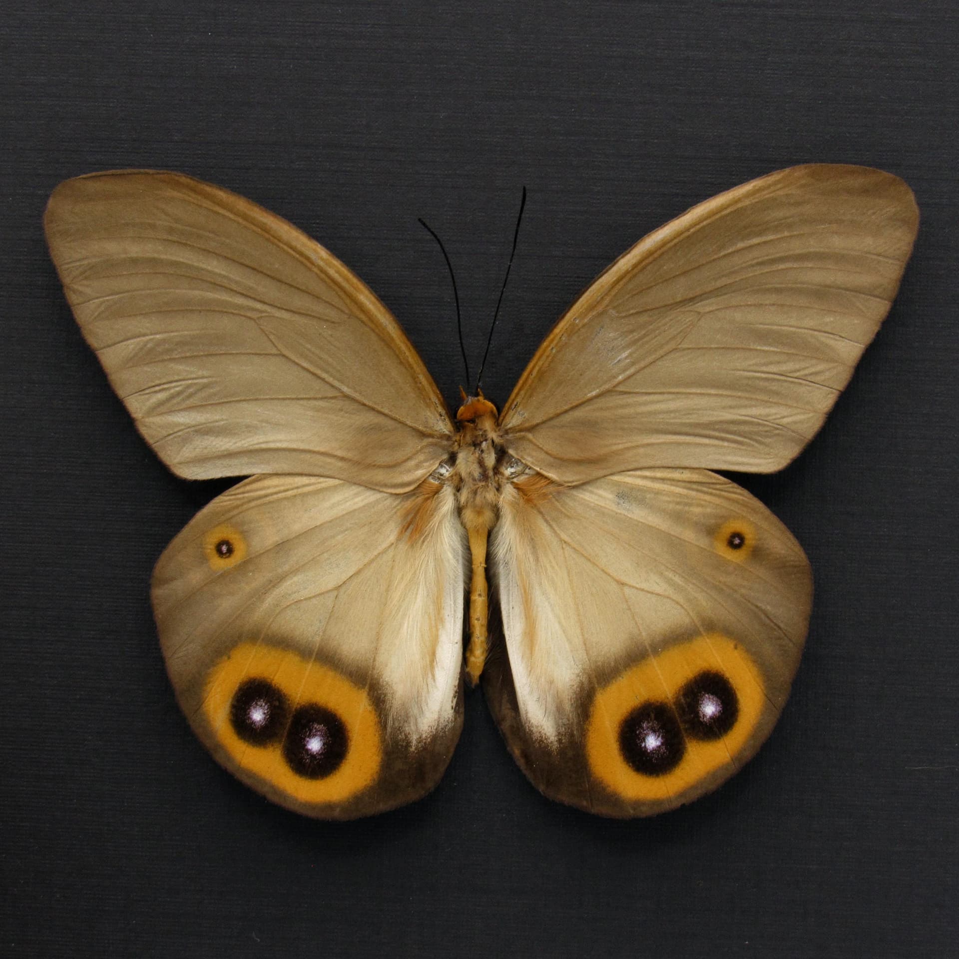 Large Diana Owl butterfly framed specimen - Taenaris diana leto - female