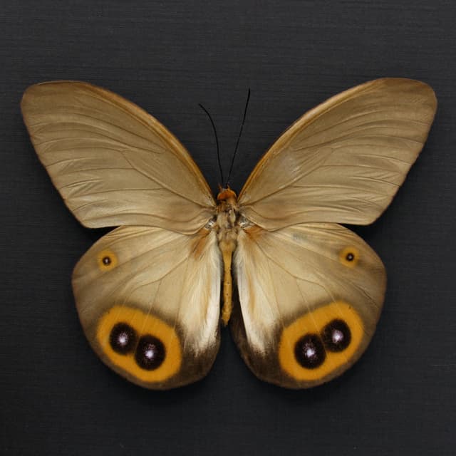 Large Diana Owl butterfly framed specimen - Taenaris diana leto - female