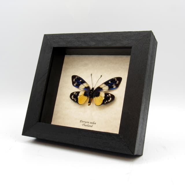 Rare metallic Day Flying moth framed taxidermy - Eterusia aedea