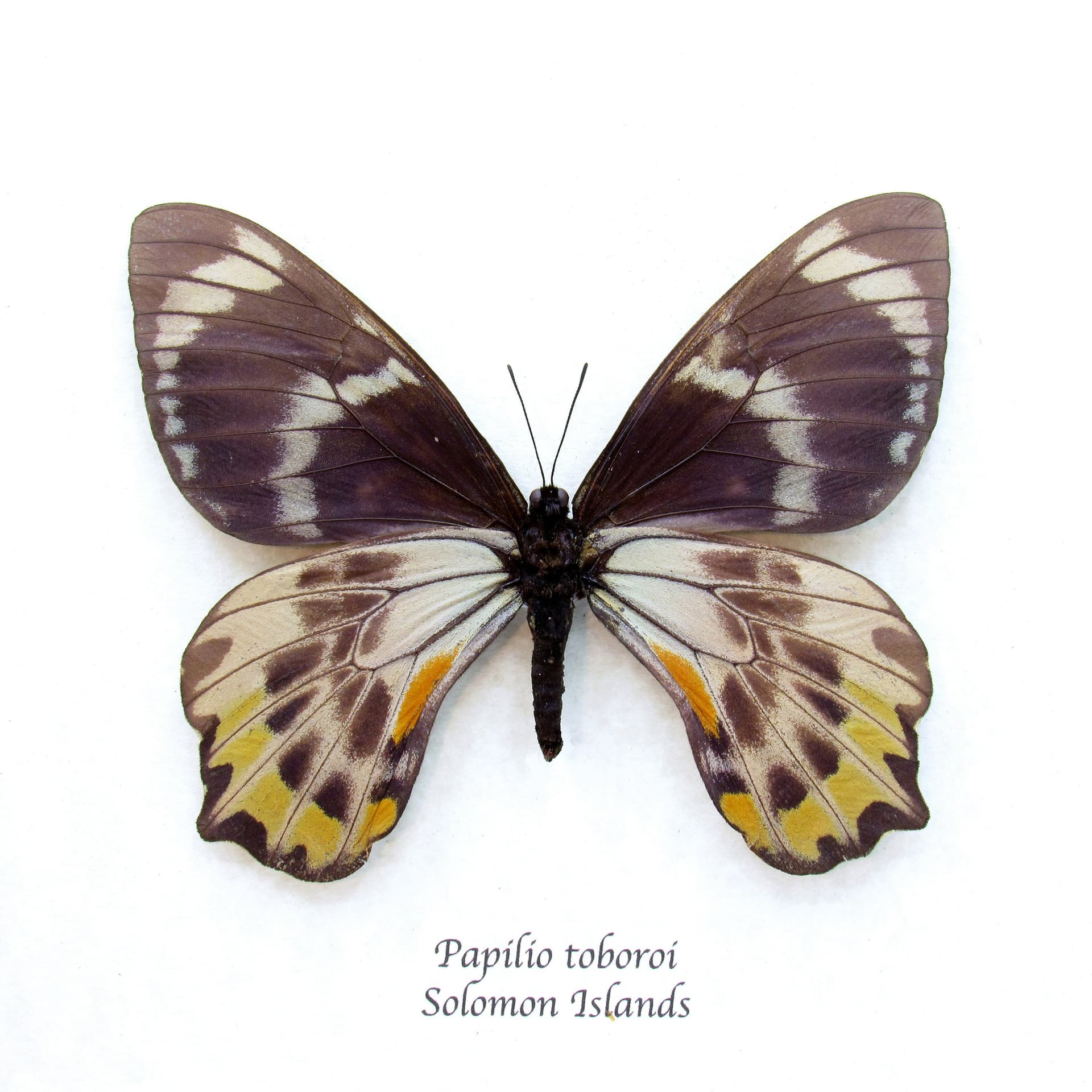 Rare Swallowtail butterfly framed taxidermy - Papilio toboroi - large female