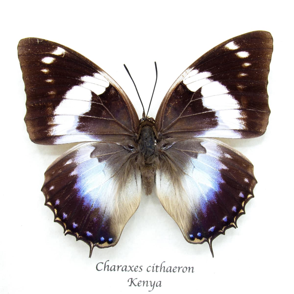 Real Blue Spotted Emperor butterfly framed taxidermy - Charaxes cithaeron - female
