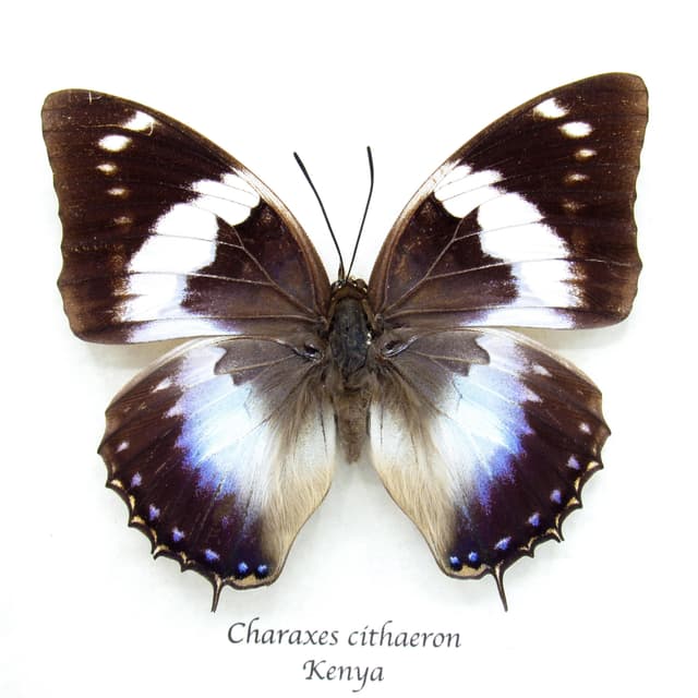 Real Blue Spotted Emperor butterfly framed taxidermy - Charaxes cithaeron - female