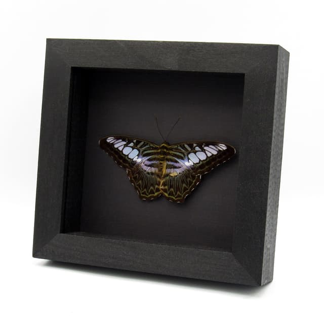 Real purple butterfly framed taxidermy - Parthenos lilacinus - Victorian mount
