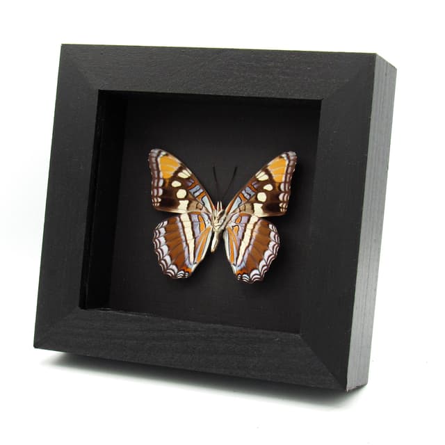 Real lavender Arizona Sister butterfly- Adelpha eulalia