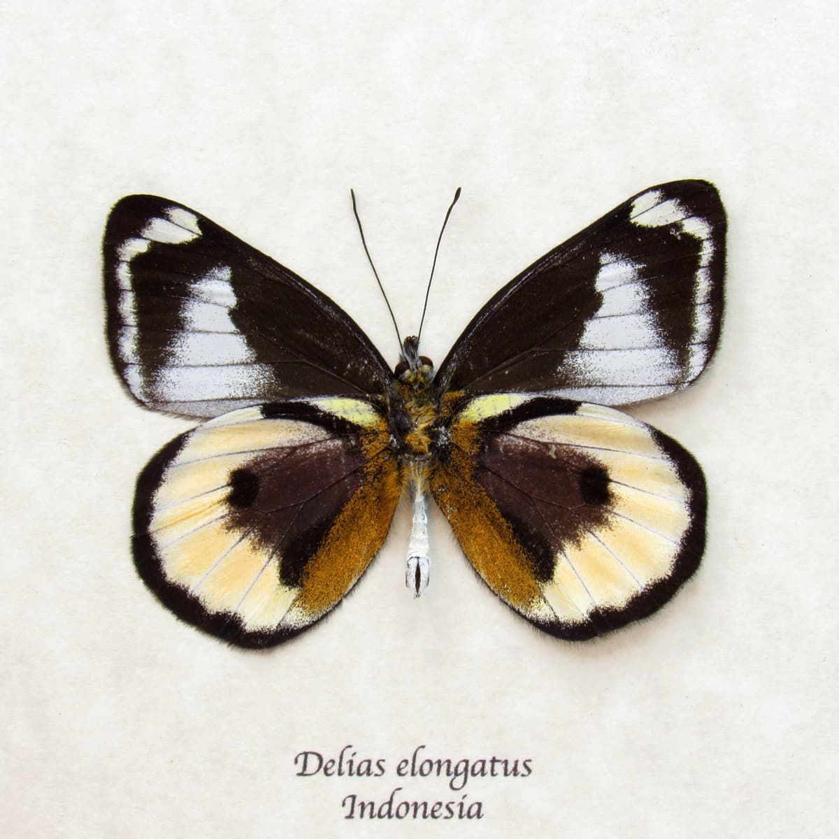 Very rare real Purple Delias butterfly framed taxidermy - Delias elongatus