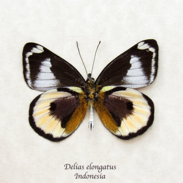 Very rare real Purple Delias butterfly framed taxidermy - Delias elongatus