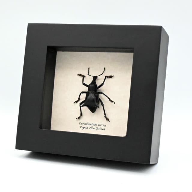 Rare large Thorned Weevil beetle framed specimen - Curculionidae species