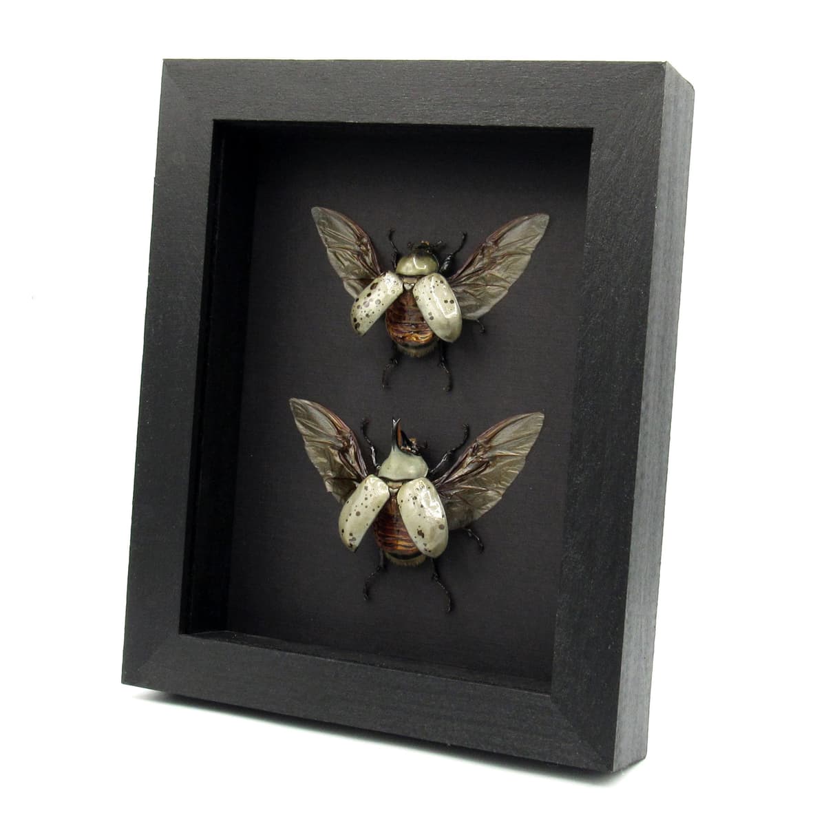Real Western Hercules beetles framed taxidermy - Dynastes grantii - M+F pair