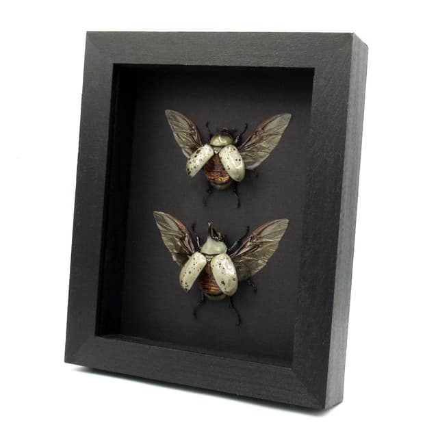Real Western Hercules beetles framed taxidermy - Dynastes grantii - M+F pair