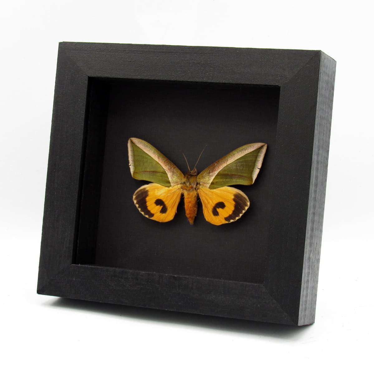 Real Leaf mimic fruit piercing moth framed taxidermy - Eudocima species
