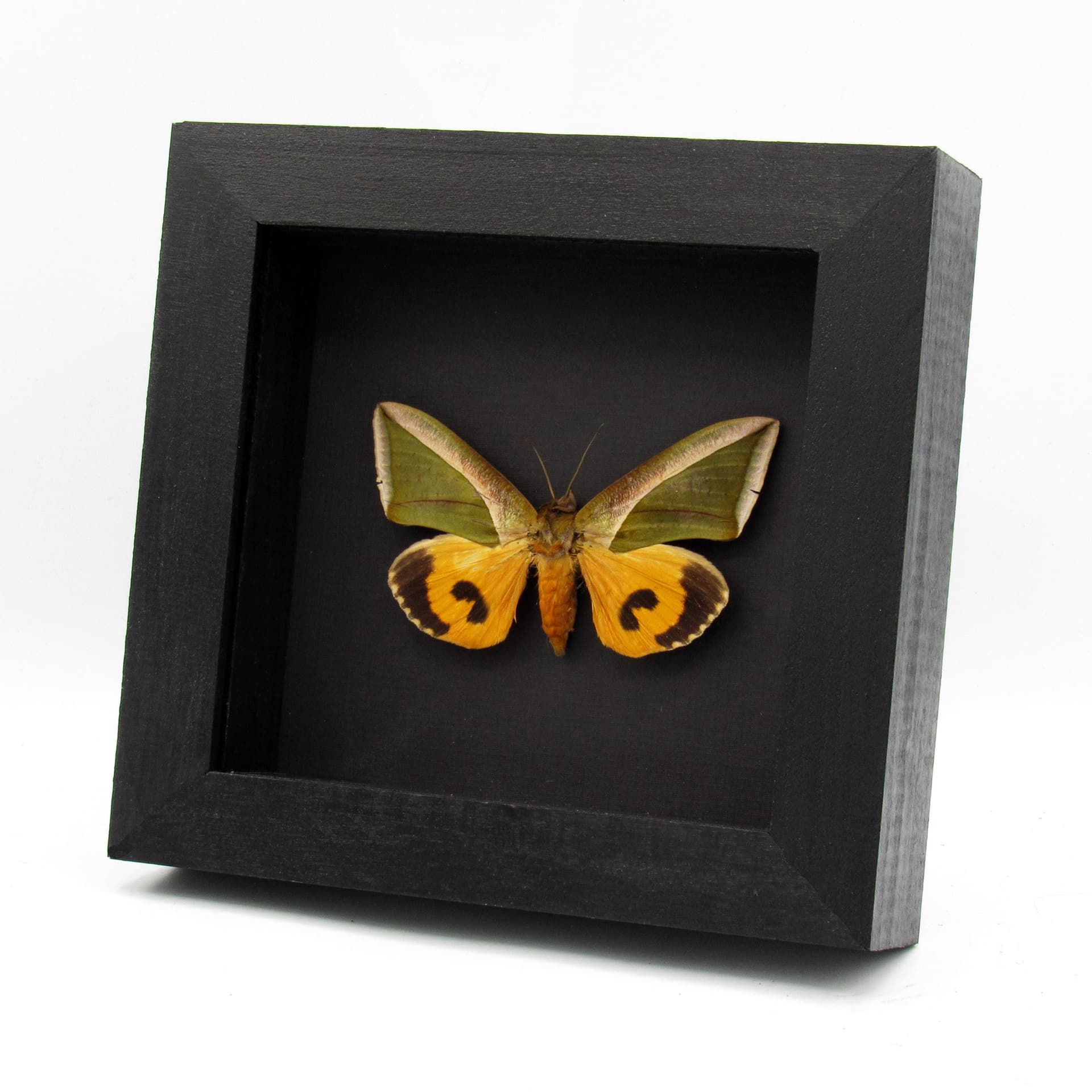 Real Leaf mimic fruit piercing moth framed taxidermy - Eudocima species