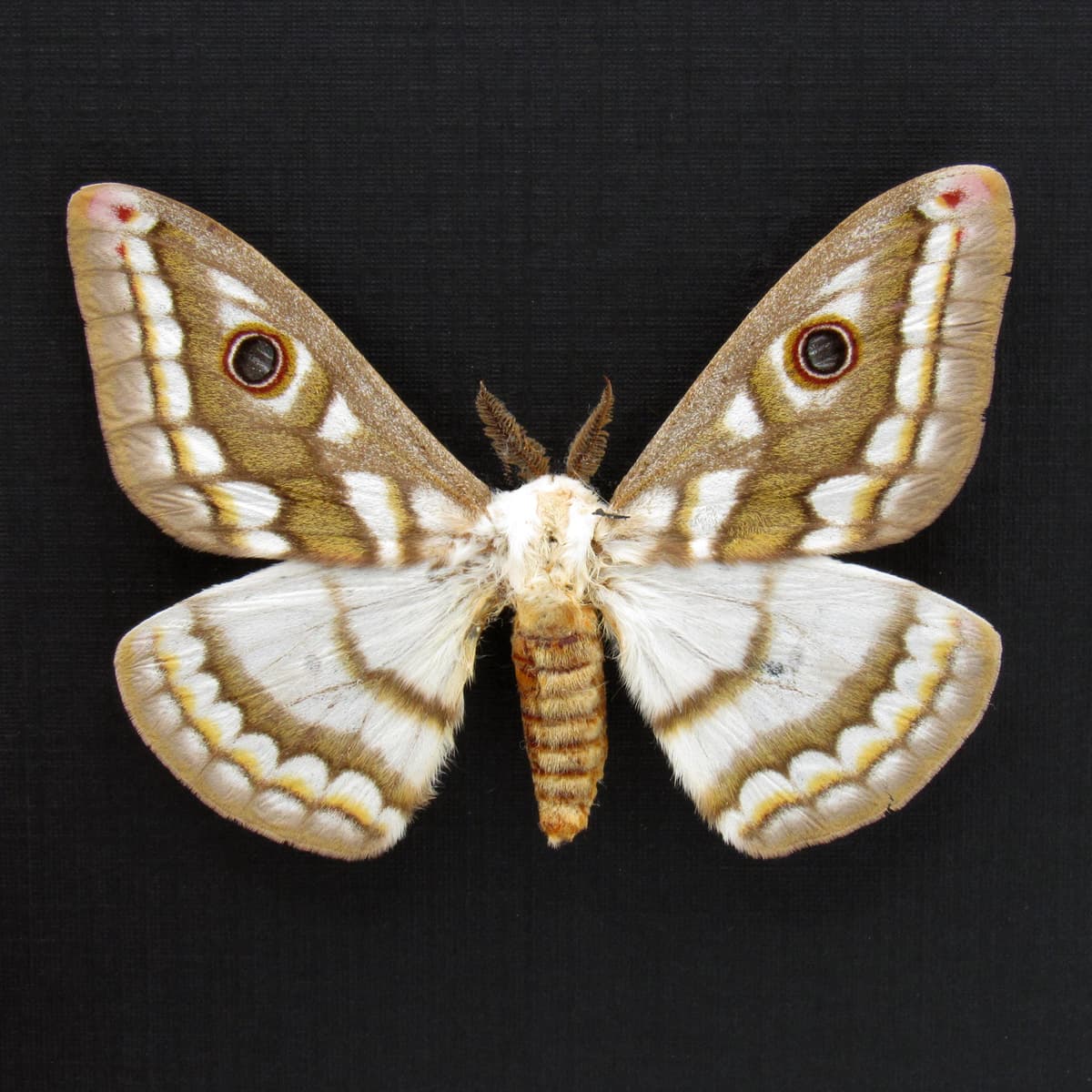 Rare white Marbled Emperor moth framed specimen - Heniocha diops