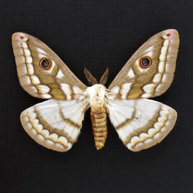 Rare white Marbled Emperor moth framed specimen - Heniocha diops