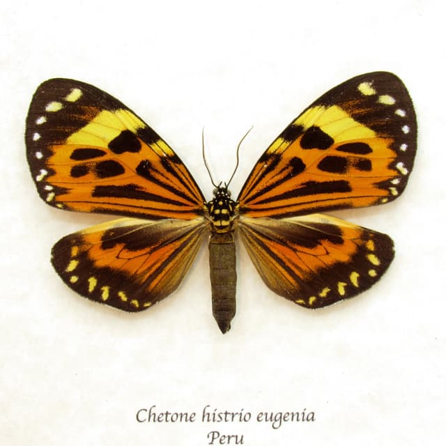 Real orange Day moth framed taxidermy - Chetone histrio eugenia