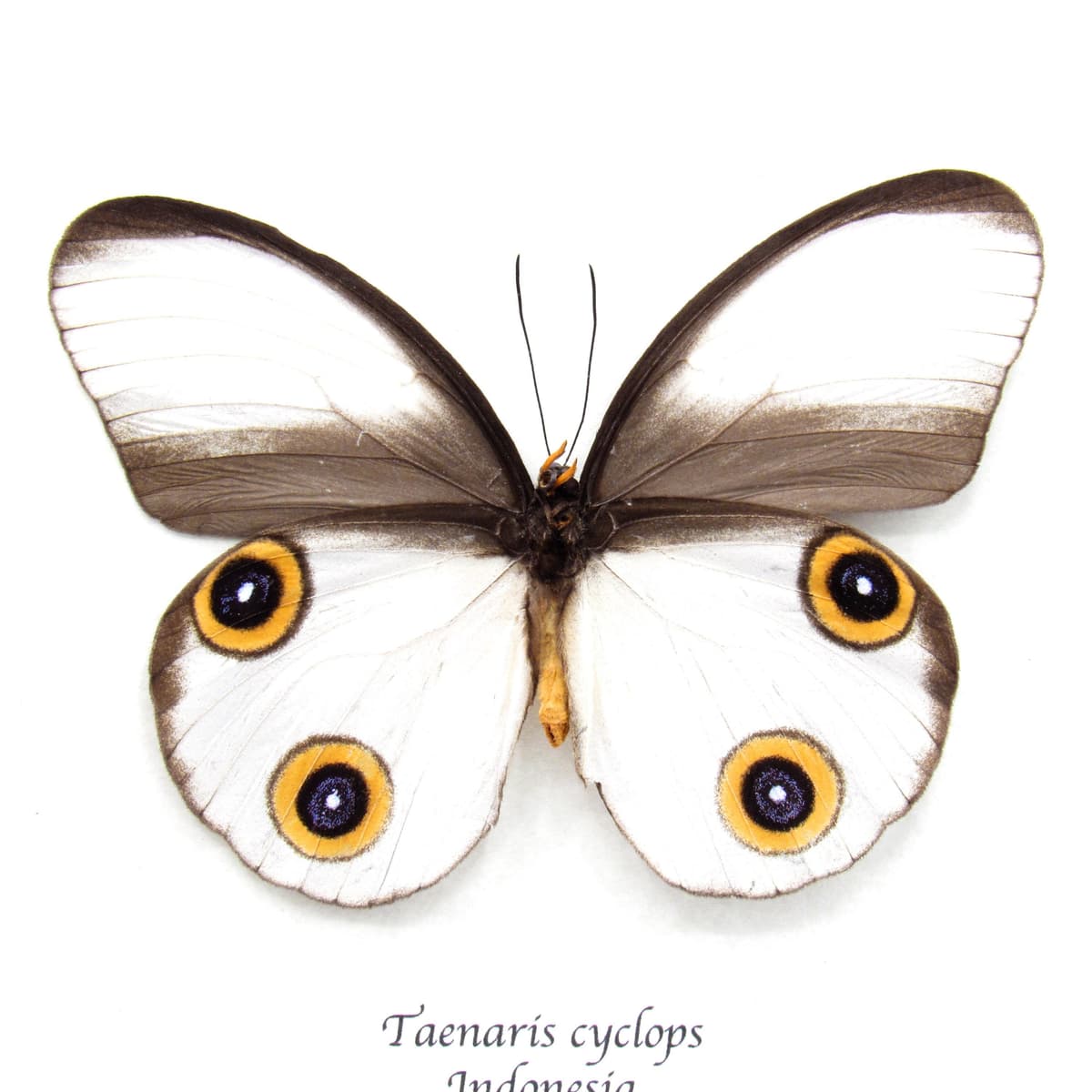 Rare Owl butterfly framed taxidermy - Taenaris cyclops - large female