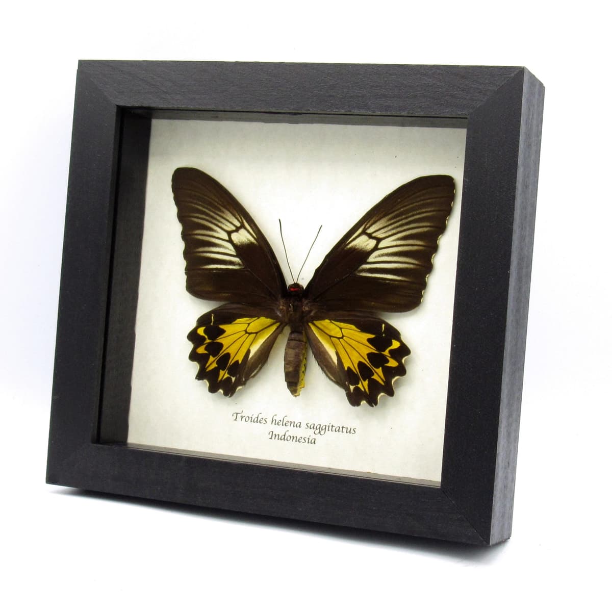 Large yellow Birdwing butterfly framed taxidermy - Troides helena saggitatus - female