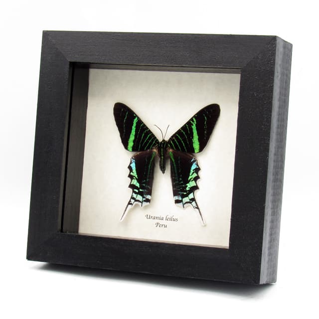 Real metallic moth framed taxidermy - Urania leilus