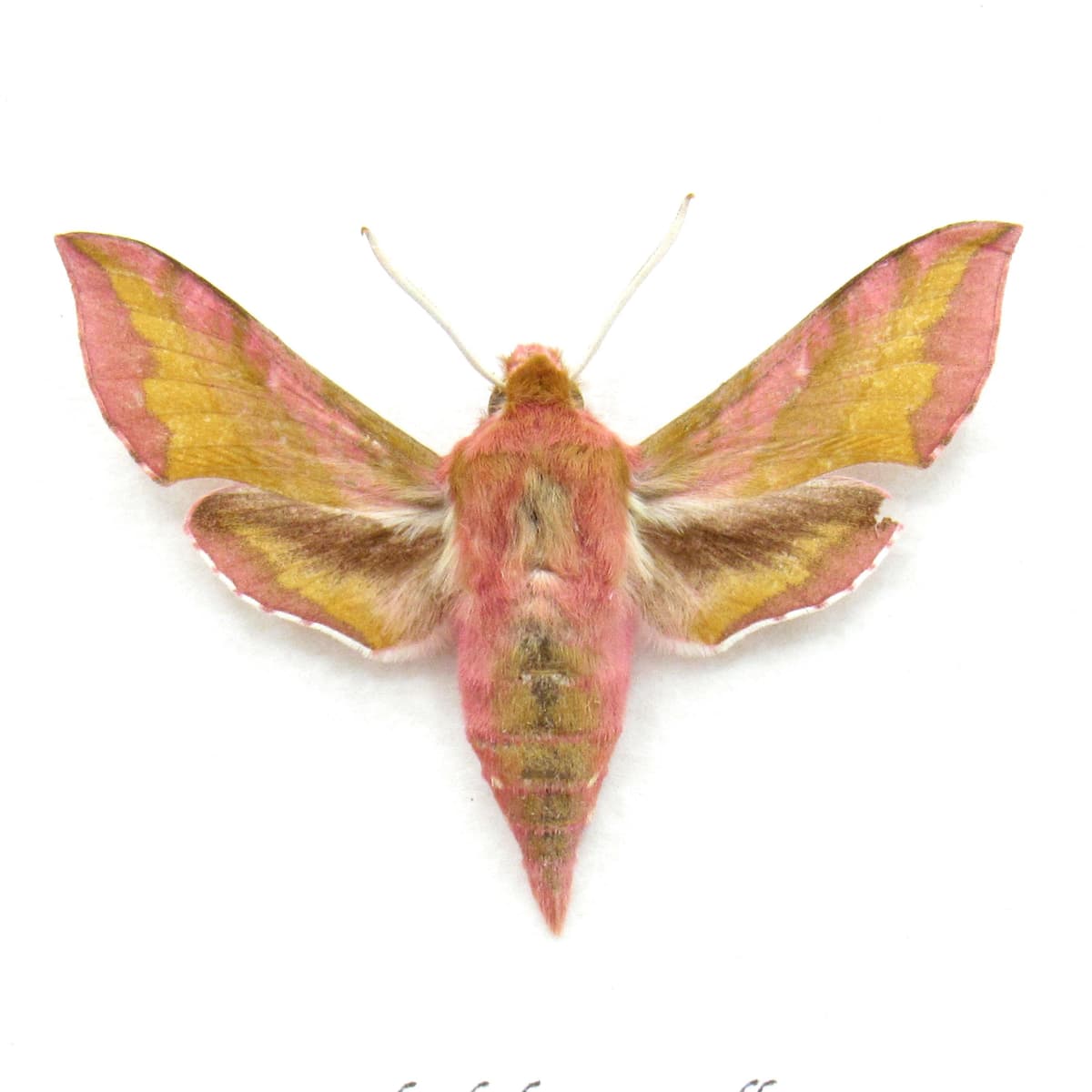 Real pink Elephant Hawk-moth framed taxidermy - Deilephilia porcellus