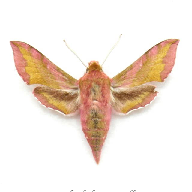 Real pink Elephant Hawk-moth framed taxidermy - Deilephilia porcellus