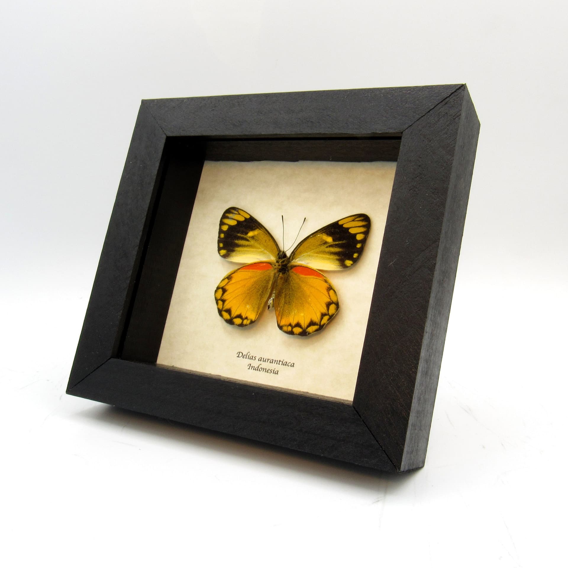 Real butterfly framed taxidermy - Delias aurantiaca