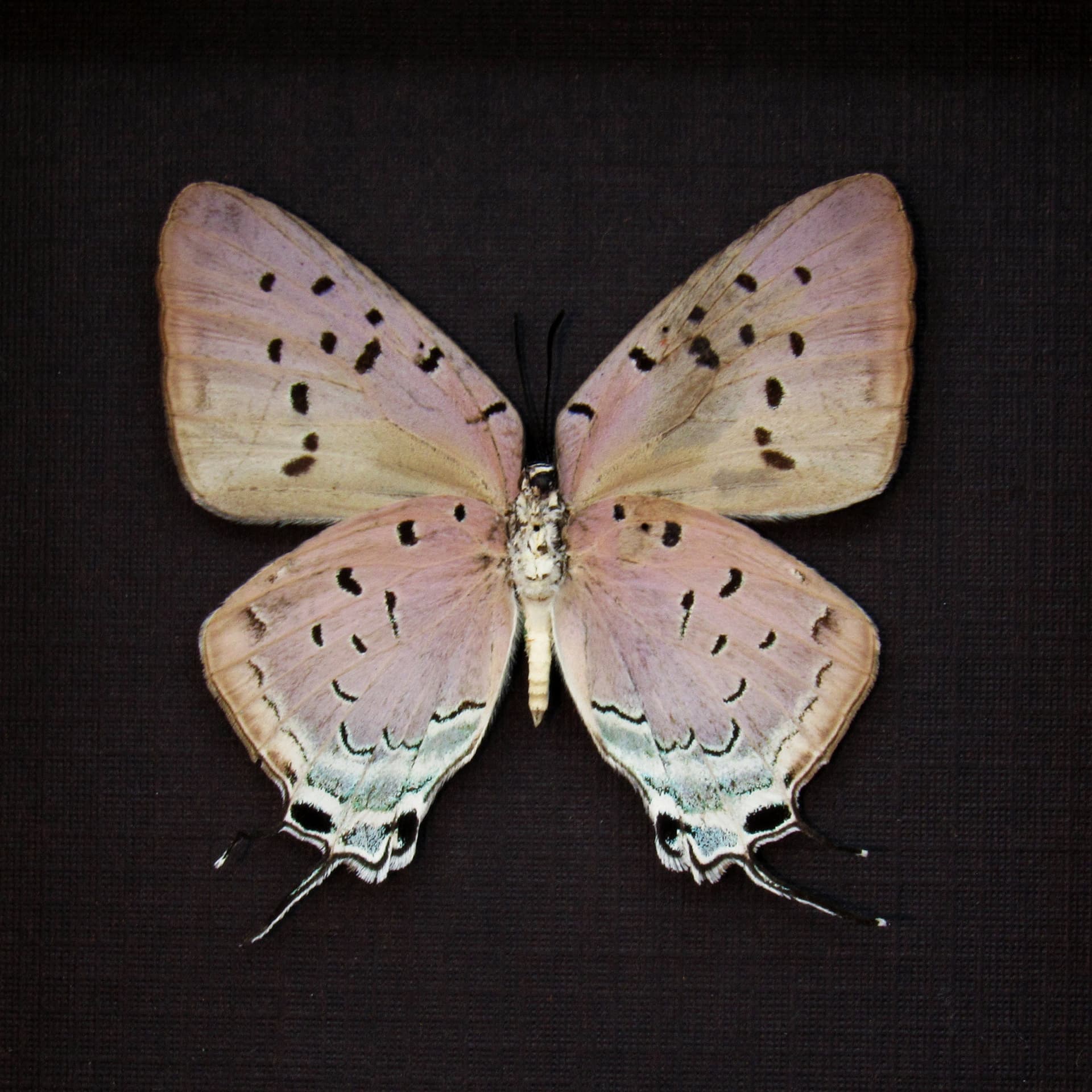 Real lavender butterfly framed taxidermy - Pseudolycaena marsyas