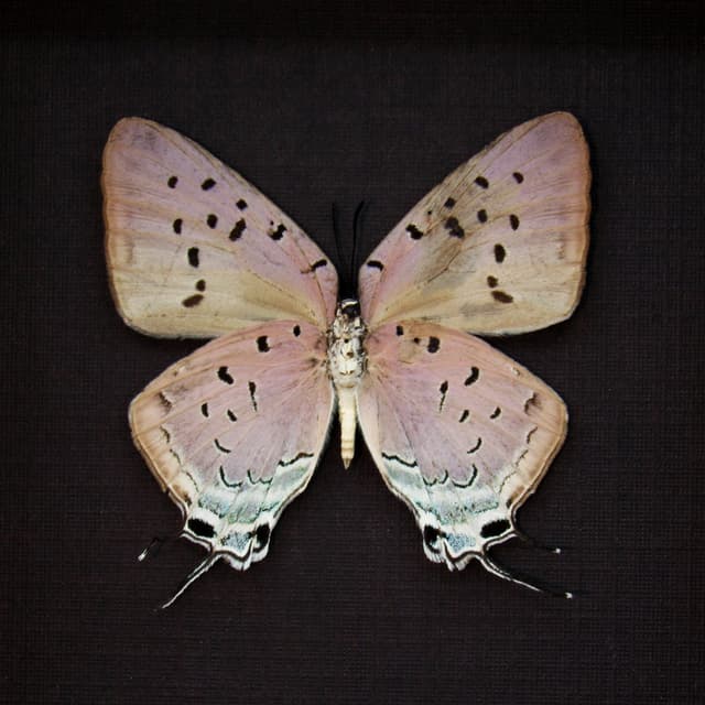 Real lavender butterfly framed taxidermy - Pseudolycaena marsyas
