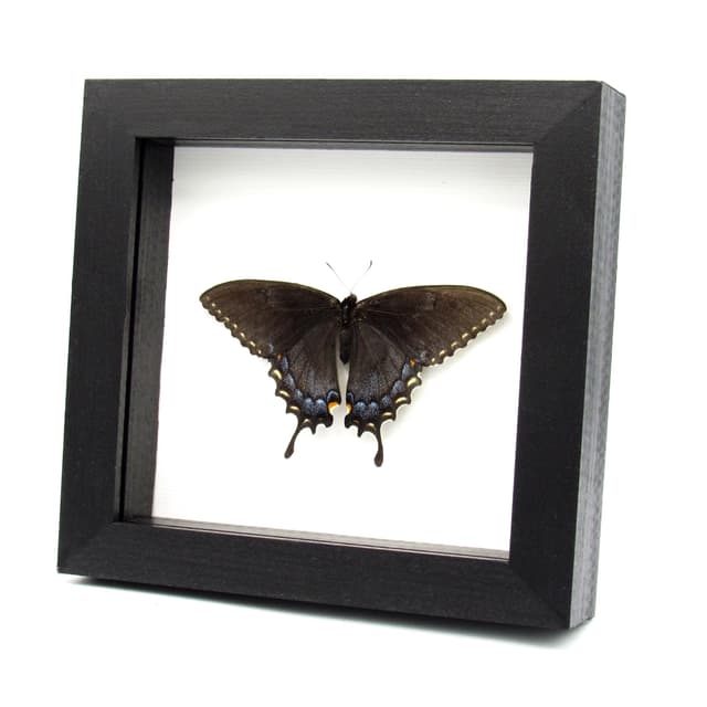Real Black Form Tiger Swallowtail framed taxidermy - Papilio glaucus - female - Victorian mount