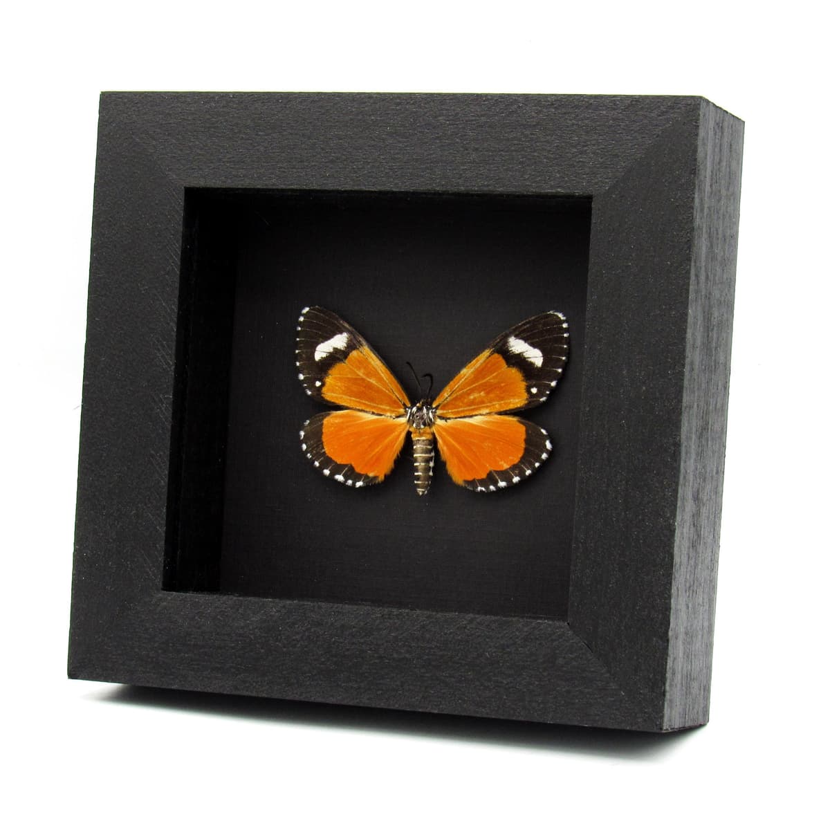 Real Orange Tiger moth frame taxidermy - Heraclia poggei