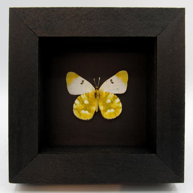 Real yellow butterfly framed taxidermy - Zegris eupheme