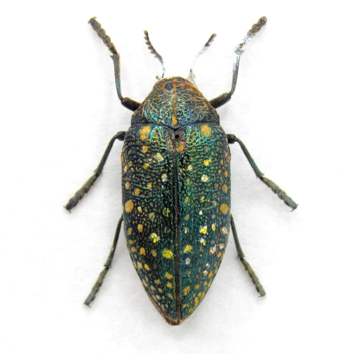Real metallic green Jewel beetle framed taxidermy - Julodis egho