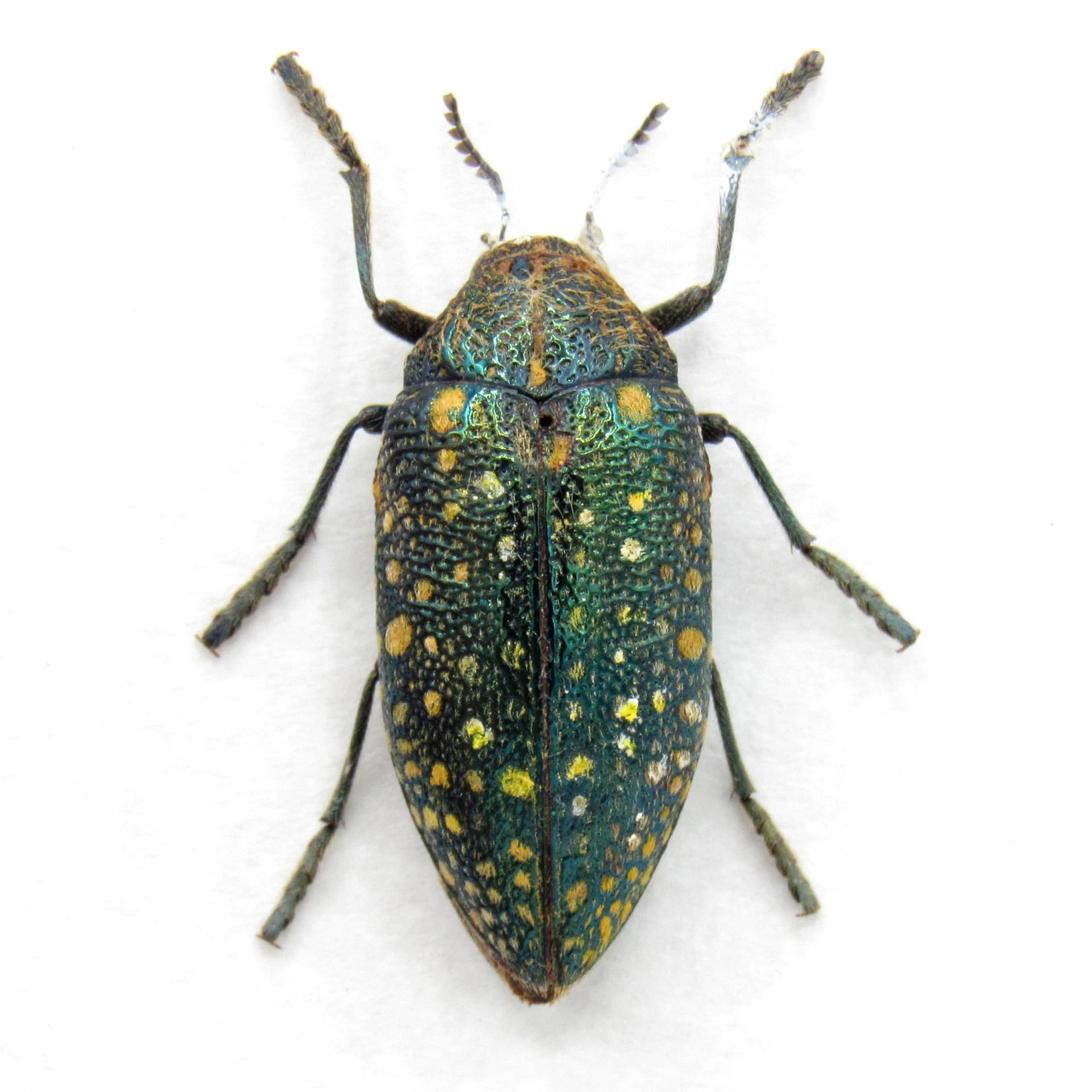 Real metallic green Jewel beetle framed taxidermy - Julodis egho