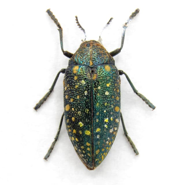 Real metallic green Jewel beetle framed taxidermy - Julodis egho